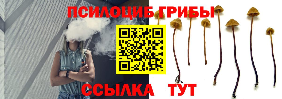 Псилоцибиновые грибы Psilocybe Чехов
